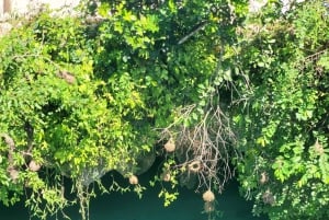 Sansibar: Jozani-Wald, Reptilienpark und Salaam-Höhlen-Tour