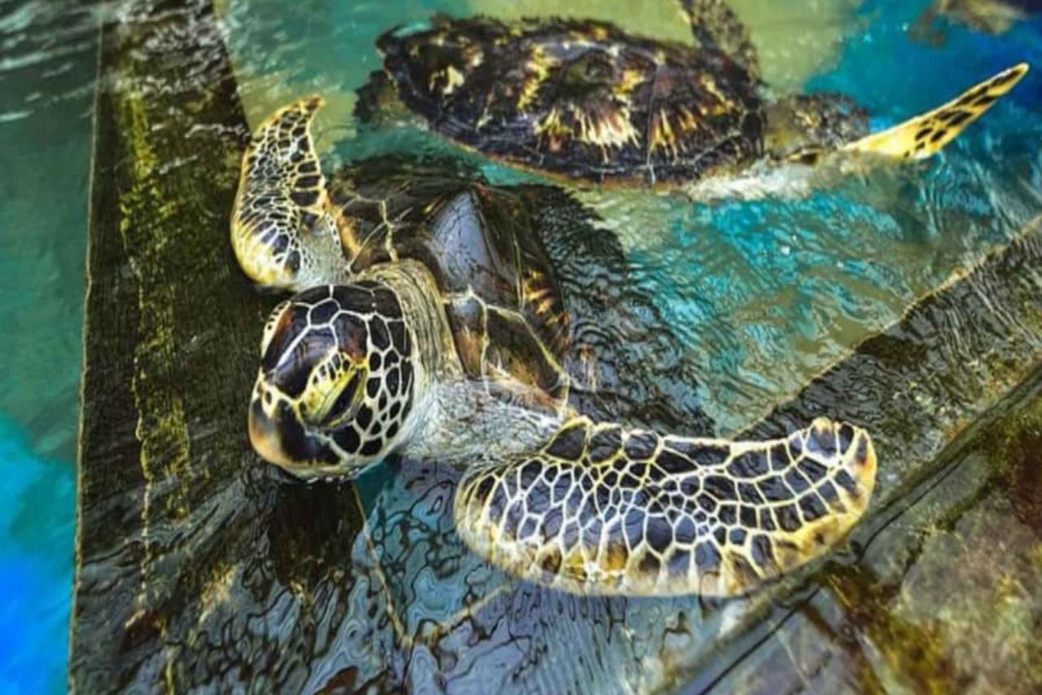 ZANZIBAR: Floresta de Jozani, Parque de Répteis e Restaurante The Rock