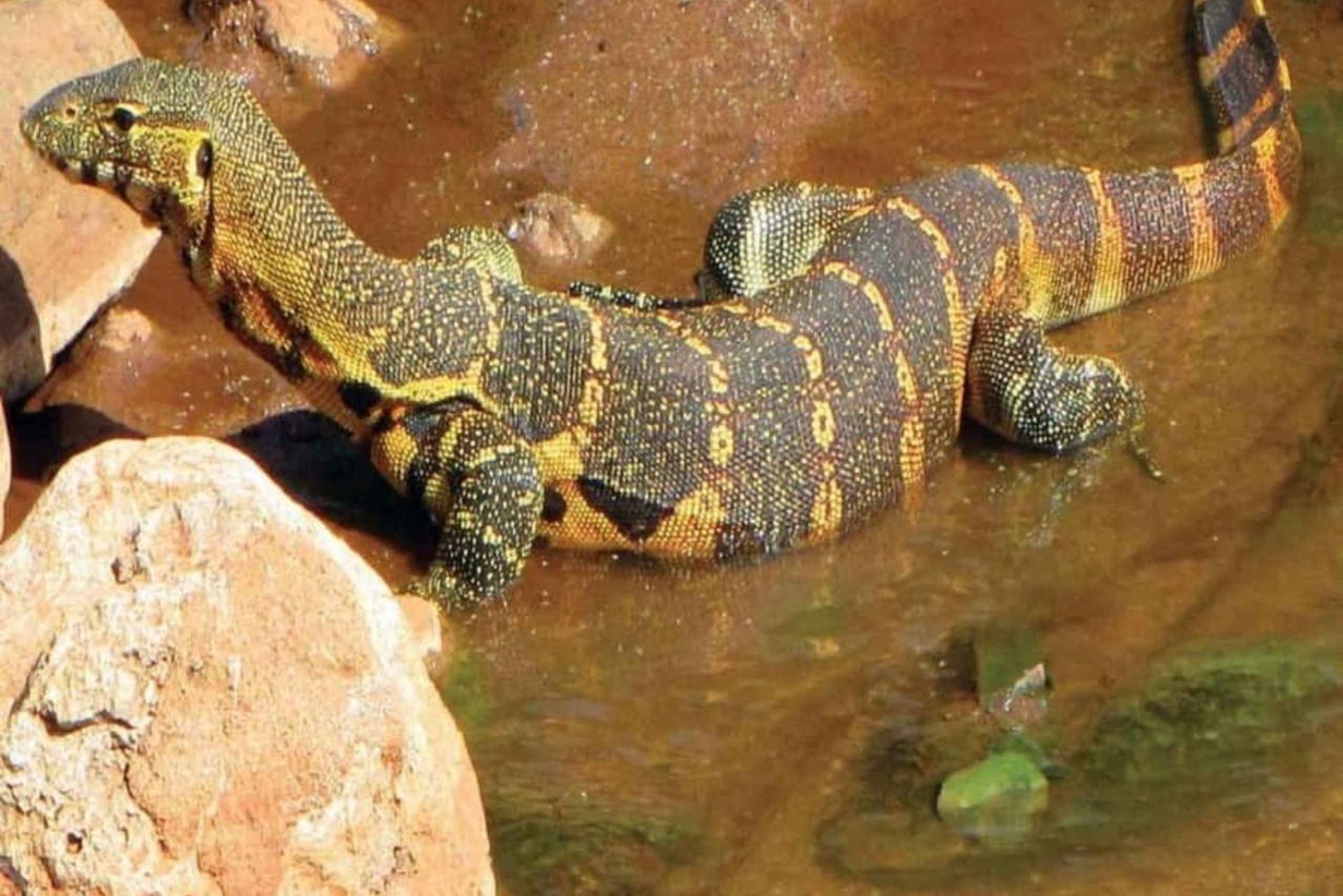 ZANZIBAR: Floresta de Jozani, Parque de Répteis e Restaurante The Rock