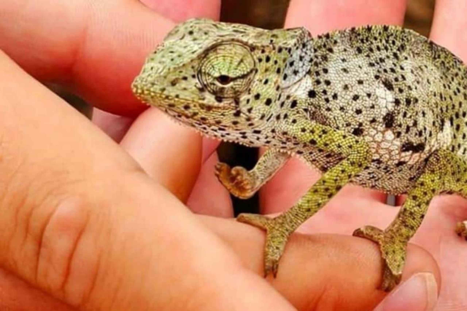 ZANZIBAR: Floresta de Jozani, Parque de Répteis e Restaurante The Rock