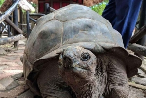 ZANZIBAR: Floresta de Jozani, Parque de Répteis e Restaurante The Rock