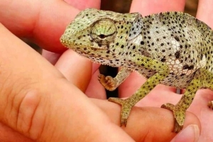 ZANZIBAR: Floresta de Jozani, Parque de Répteis e Restaurante The Rock