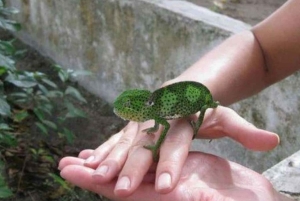 ZANZIBAR: Floresta de Jozani, Parque de Répteis e Restaurante The Rock