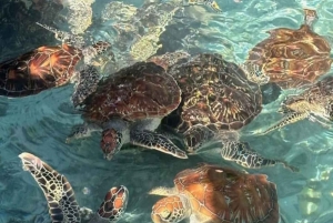 ZANZIBAR: Floresta de Jozani, Parque de Répteis e Restaurante The Rock