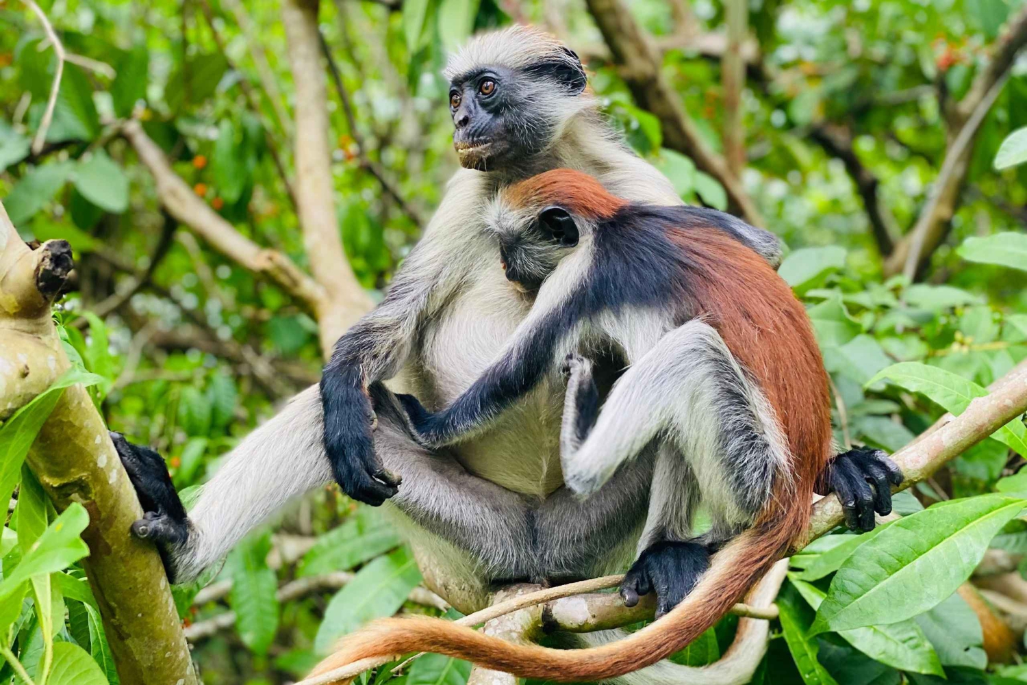 Zanzibar: Jozani Forest + Rock Restaurant