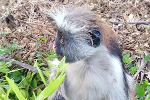 ZANZIBAR: Jozanin metsä, Salaamin luola ja Mtenden ranta