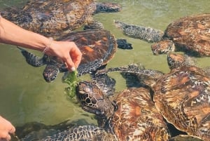 ZANZIBAR: Jozanin metsä, Salaamin luola ja Mtenden ranta