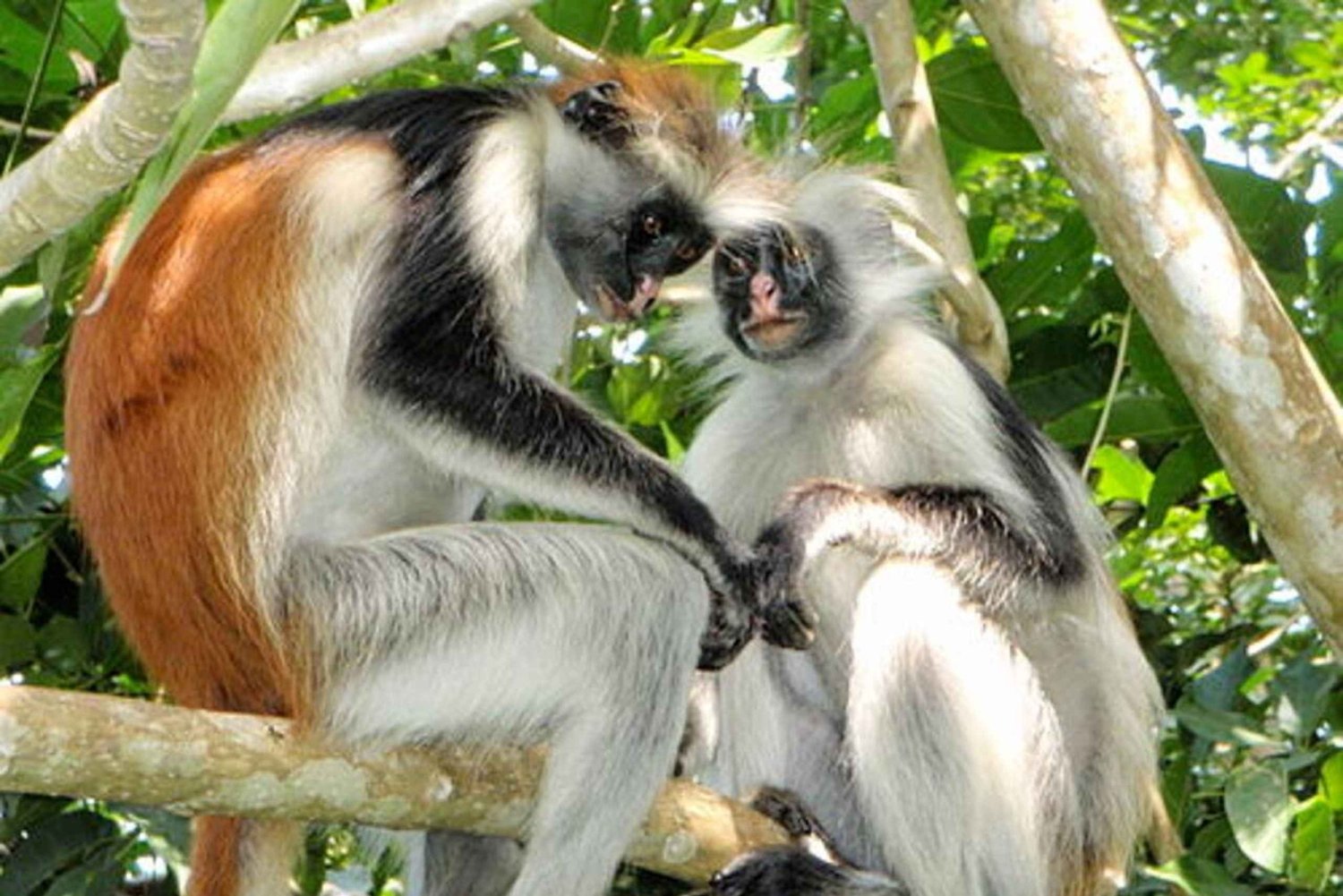 Zanzibar: Jozani Forest, Salaam Cave, and Stone Town Tour