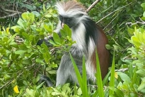 ザンジバル：ジョザニの森、サラームの洞窟、ブルーラグーン、ザ・ロックをご案内いたします