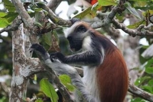 ザンジバル：ジョザニの森、サラームの洞窟、ブルーラグーン、ザ・ロックをご案内いたします