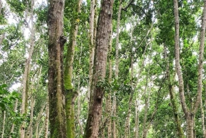 ZANZIBAR : visite de la forêt de Jozani, de la grotte de Salaam et de la grotte de Kuza