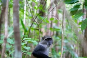 ZANZIBAR: Excursão à Floresta Jozani, Caverna Salaam e Caverna Kuza
