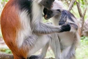 ZANZIBAR: Excursão à Floresta Jozani, Caverna Salaam e Caverna Kuza