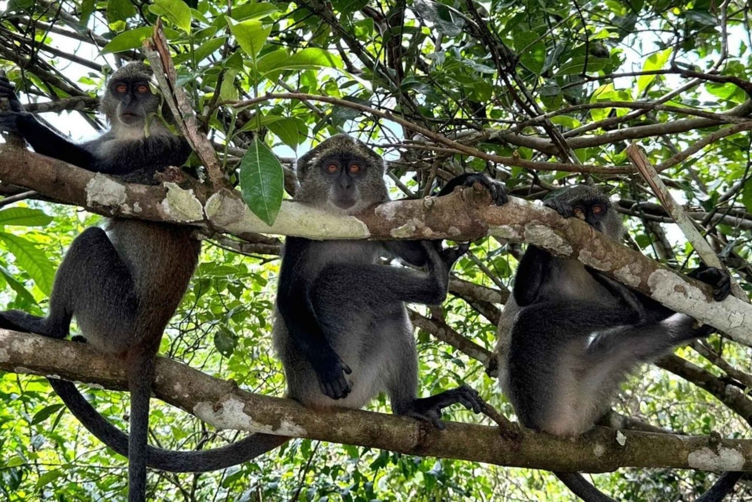 Zanzibar: Jozani-skogen, Salaam-grottan och Mtende-stranden