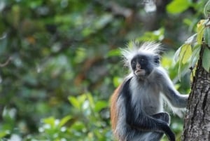Zanzibar: Jozani-bos, zeeschildpadden en Mtende-strandtour