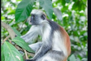 Zanzibar: Jozani-skogen, Salaam-grottan och Mtende-stranden