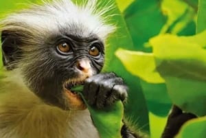 Zanzibar: Jozani-skogen, Salaam-grottan och Mtende-stranden