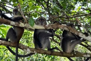 Zanzibar: Jozani-skogen, Salaam-grottan och Mtende-stranden