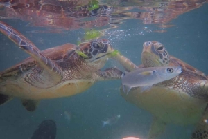 Zanzibar: Jozani-skogen, Salaam-grottan och Mtende-stranden