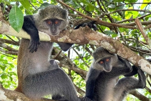 Zanzibar: Jozani-skogen, Salaam-grottan och Mtende-stranden