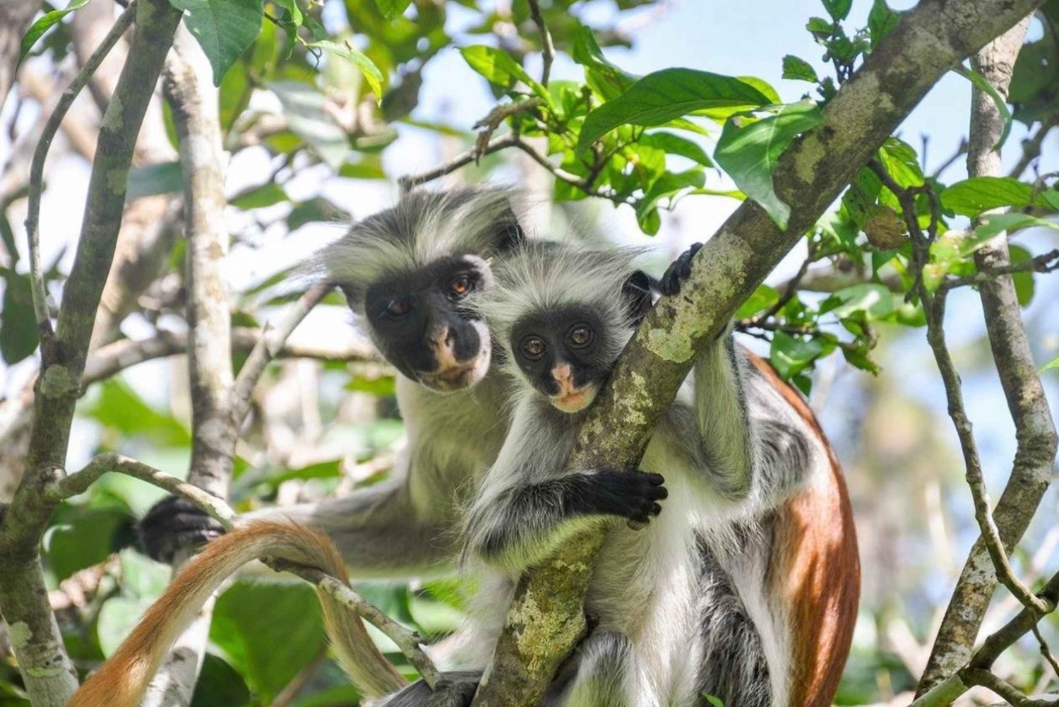 Zanzibar: Jozani Forest & Salaam Cave + Pickup & Entry fees