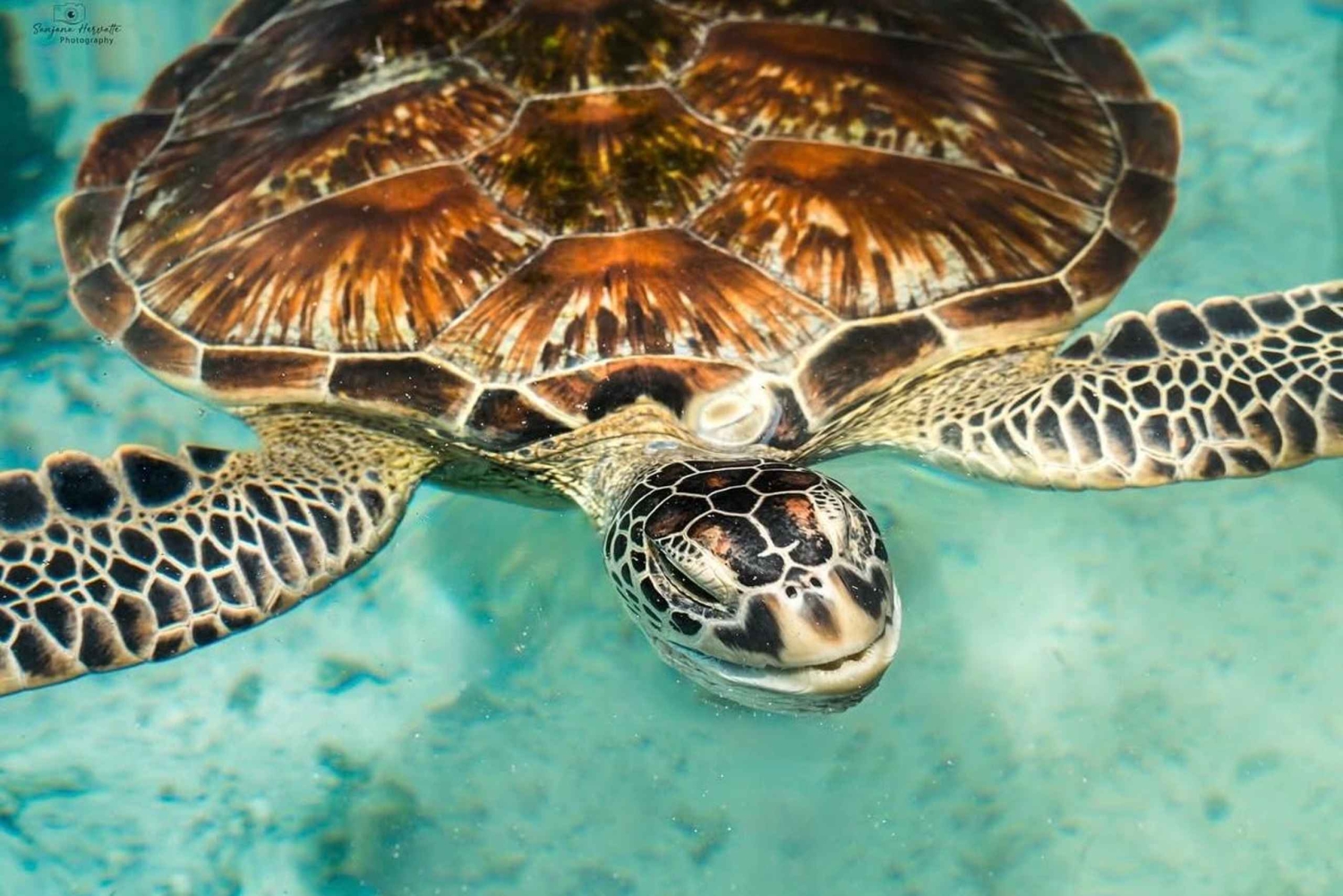 Zanzibar: Jozani Forest & Salaam Cave + Pickup & Entry fees