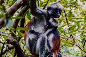 Zanzibar: Jozani Forest & Salaam Cave + Pickup & Entry fees