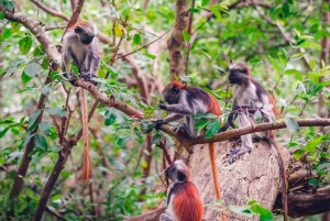 Zanzibar: Jozani Forest & Salaam Cave + Pickup & Entry fees