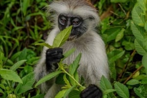 Zanzibar: Jozani Forest & Salaam Cave + Pickup & Entry fees