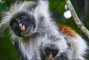 Zanzibar: Jozani Forest & Salaam Cave + Pickup & Entry fees