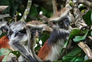 Zanzibar: Jozani Forest & Salaam Cave + Pickup & Entry fees