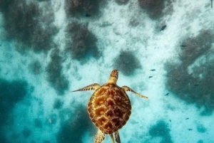 Zanzibar: Jozani Forest & Salaam Cave + Pickup & Entry fees