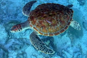 Zanzibar: Jozani Forest & Salaam Cave + Pickup & Entry fees