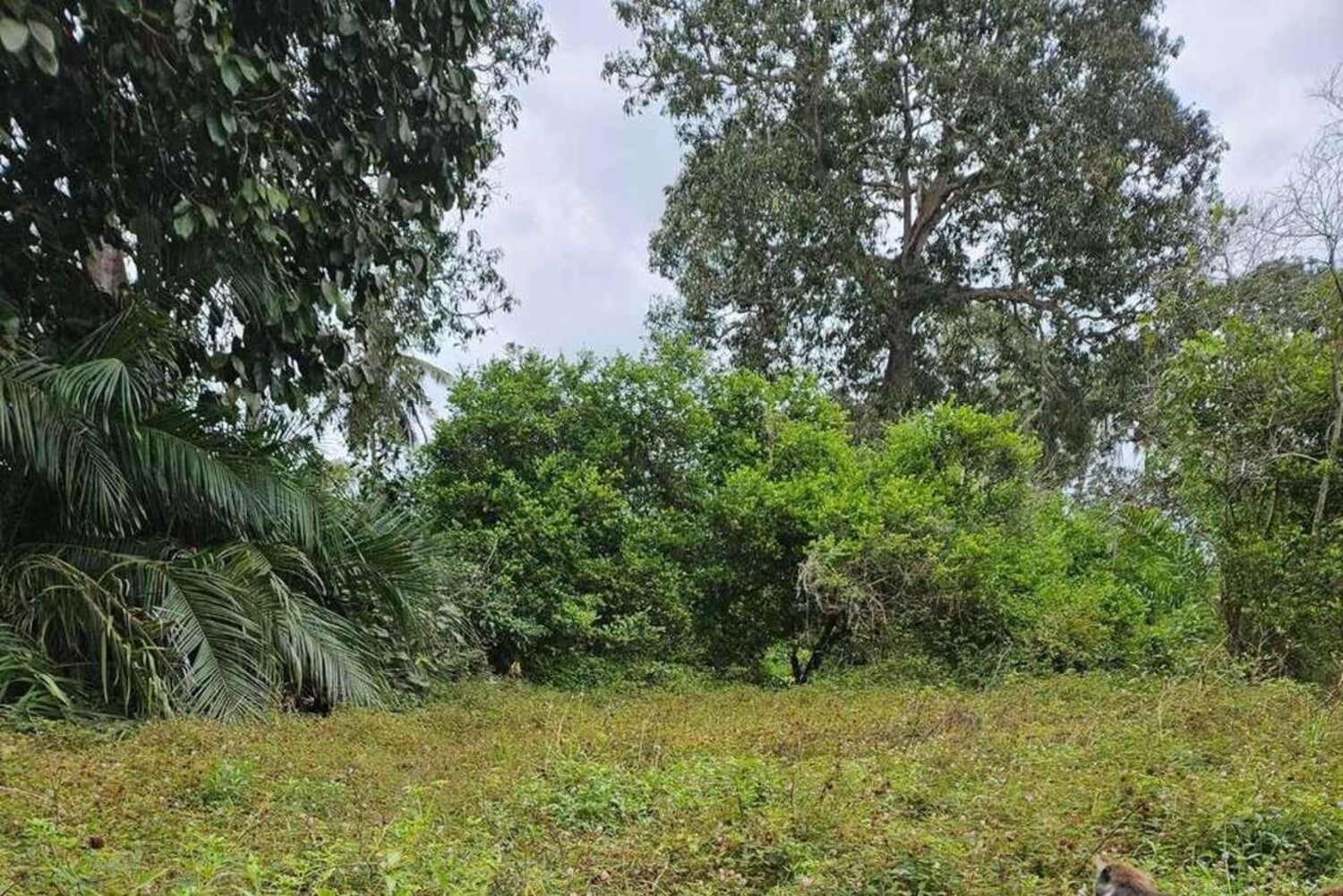 Zanzibar: Jozani-skogen, Salaam-grottan och Rock Restaurant Tour