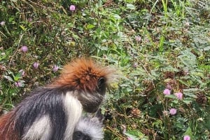 Zanzibar: Jozani Forest, Salaam Cave og Rock Restaurant Tour