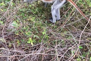 Zanzibar: Jozani Forest, Salaam Cave og Rock Restaurant Tour
