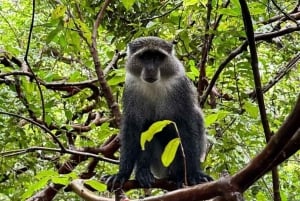 Занзибар: лес Джозани, пещера Салаам и ресторан Rock