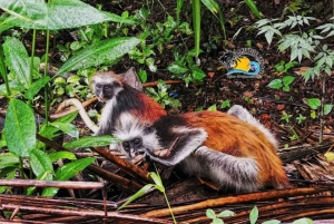 Zanzibar: Jozani Forest & Salaam Cave Sea Turtles Swim Tour