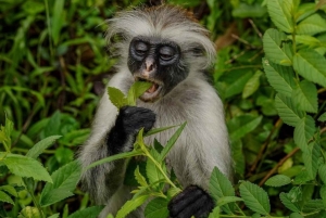 Zanzibar: Jozani Forest & Salaam Cave Sea Turtles Swim Tour