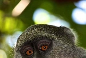 Zanzibar: Jozani Forest, Salaam Cave & Swim with Turtles