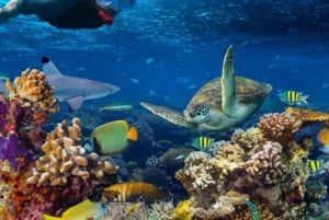 ZANZIBAR: Floresta de Jozani, Caverna Salaam, The Rock e Blue Lagoon
