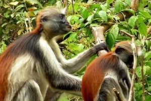 ZANZIBAR: Floresta de Jozani, Caverna Salaam, The Rock e Blue Lagoon