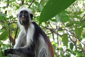ZANZIBAR: Floresta de Jozani, Caverna Salaam, The Rock e Blue Lagoon