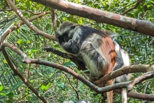 ZANZIBAR: Floresta de Jozani, Caverna Salaam, The Rock e Blue Lagoon
