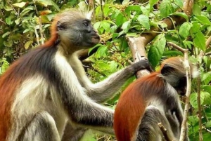 ZANZIBAR: Las Jozani, jaskinia Salaam, The Rock i Blue Lagoon