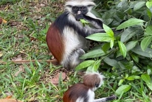 ZANZIBAR: Las Jozani, jaskinia Salaam, The Rock i Blue Lagoon