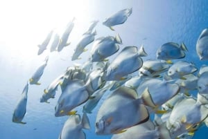 ZANZIBAR: Las Jozani, jaskinia Salaam, The Rock i Blue Lagoon