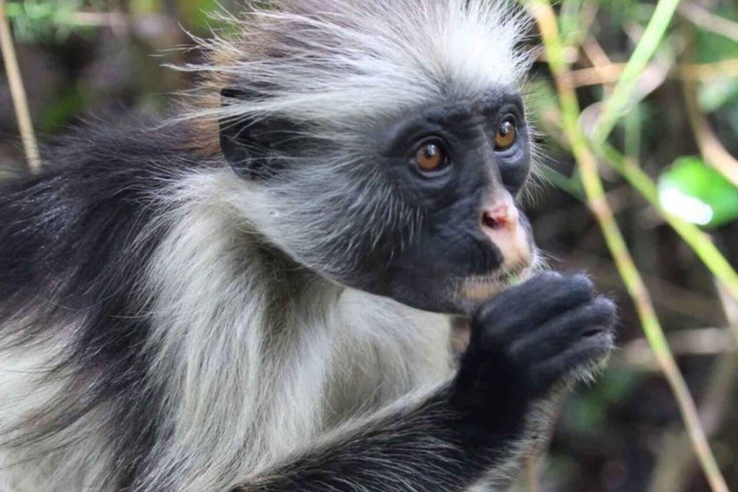 ZANZIBAR: Jozani-skogen, Salaam-grottan och restaurangen The Rock