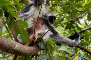 Zanzibar: Jozani Forest, Salaam Cave & The Rock Restaurant