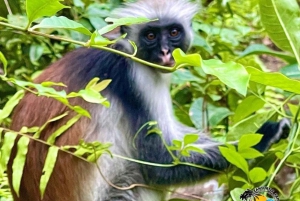 Zanzibar: Jozani Forest, Salaam Cave & The Rock Restaurant
